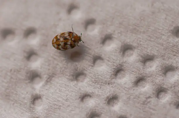 Photo of Carpet Beetle