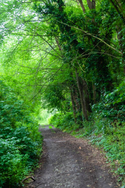 istock path through the woods in the fog 1329357617