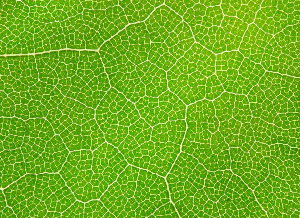 Extreme close-up of a leaf showing veins, cell detail