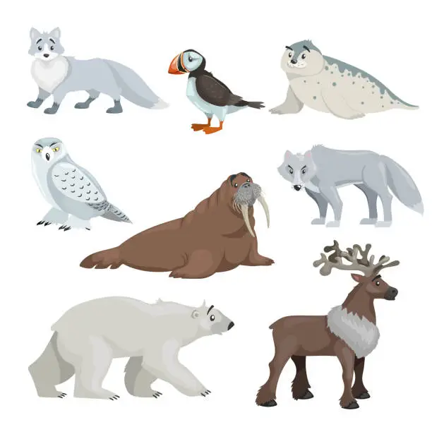 Vector illustration of Cartoon polar and arctic animals. Snowy fox, seal, puffin, walrus, wolf, polar bear and reindeer. Educational vector illustrations collection.