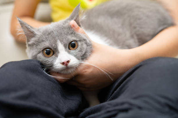 istock kid gently stroking a lovely british shorthair cat 1329363507