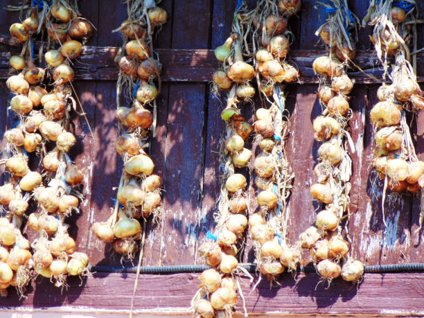 onions tied together - at farm