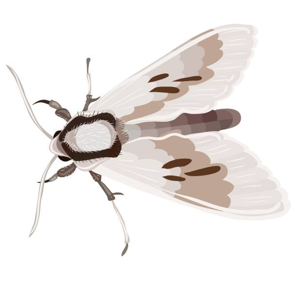 自然な灰色の蛾、白い背景上の孤立したオブジェクト、ベクトルのイラスト、 ベクターアートイラスト