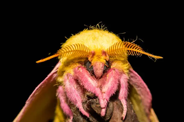 Photo of Rosy Maple Moth (Dryocampa rubicunda)