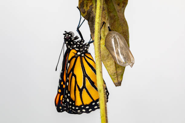 istock Monarch butterfly just emerged from chrysalis completing the metamorphosis. Concept of butterfly conservation, life cycle, habitat preservation, and backyard flower garden 1329366299