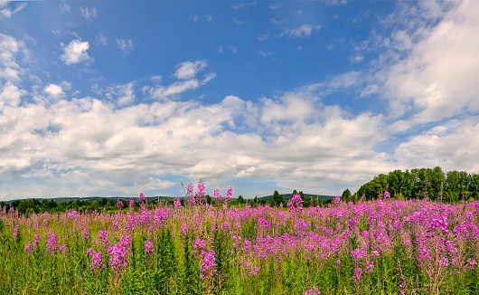 Summer meadow with blossoming pink fireweed flowers covered. Picturesque summer landscape - flowering Chamaenerion angustifolium or Epilobium angustifolium medicinal herb