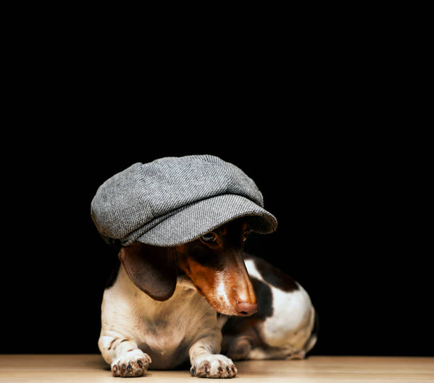 istock image of dog dark background 1329367429