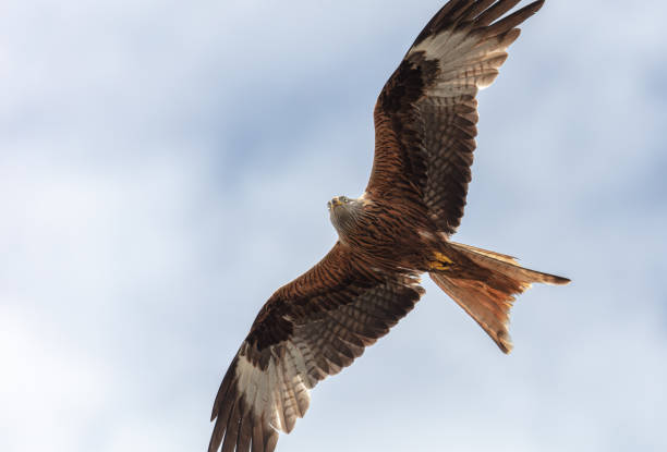 Proud mountain eagle soaring in the blue sky with white clouds and looking out for its prey in Alps in summer