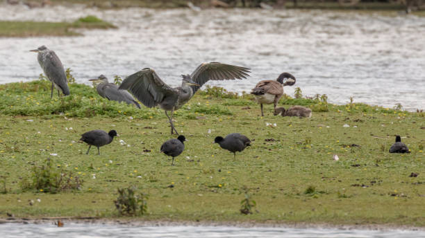 Wild birds resting on riverbank