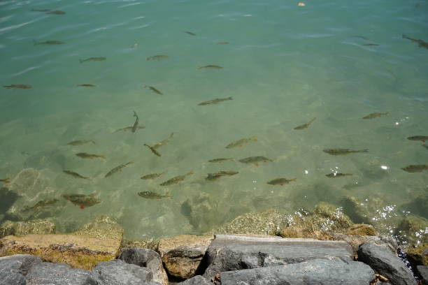 Lovely fish in Wortersee lake, Austria
