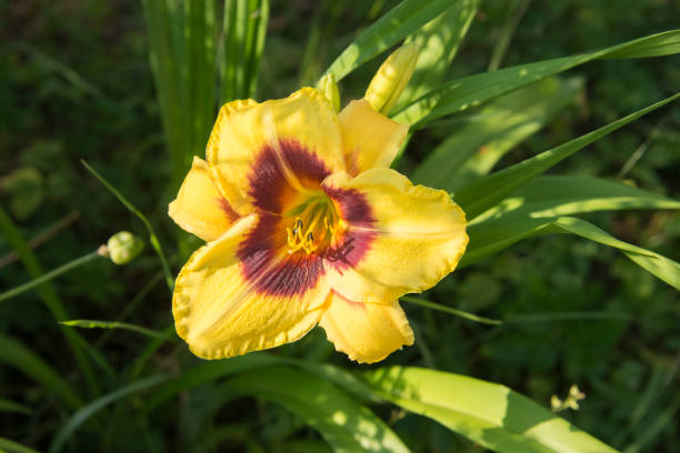 istock Yellow with a red center daylily flower 1329368285
