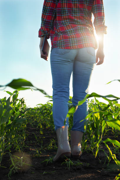 istock Low angle view at farmer's feet in rubber boots walking along maize stalks 1329368288