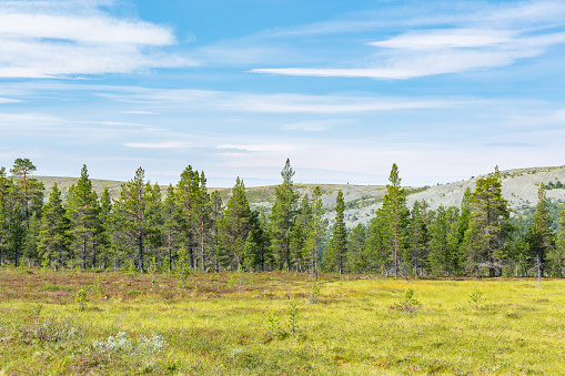 Pine forest on a mountain on a bog