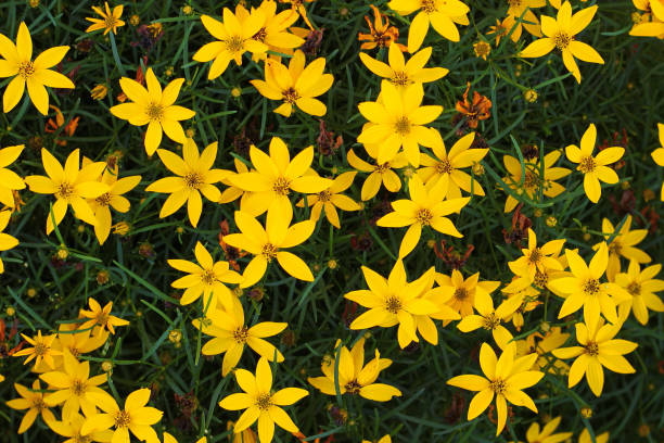 istock Coreopsis verticillata, whorled tickseed or thread leaf coreopsis flowers in a garden 1329368623