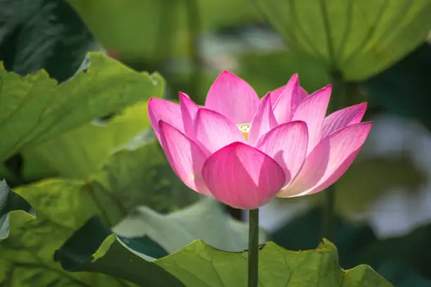 Close up Pink Lotus (Nelumbo nucifera Gaertn.) in the lake, colorful pink-white petals with green nature background