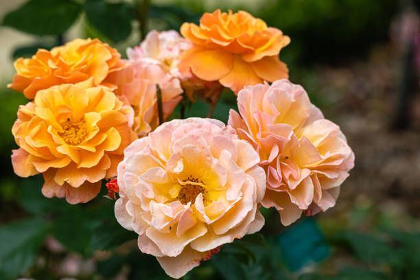 istock rose of Thabor park in Rennes 1329369603