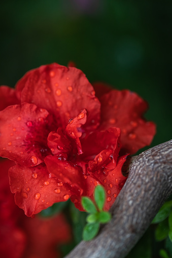Blurred floral background. Azalea flowers have bloomed. Azaleas tropical flower. Shallow depth of field. Dew on flowers after rain.