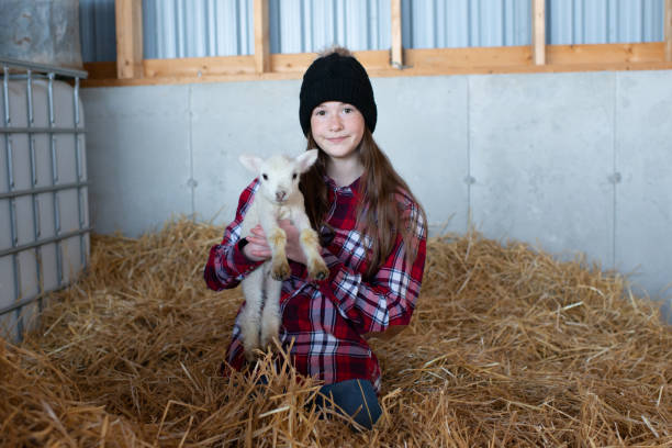 istock Young Girl Holds a Baby Lamb Inside A Barn 1329372792