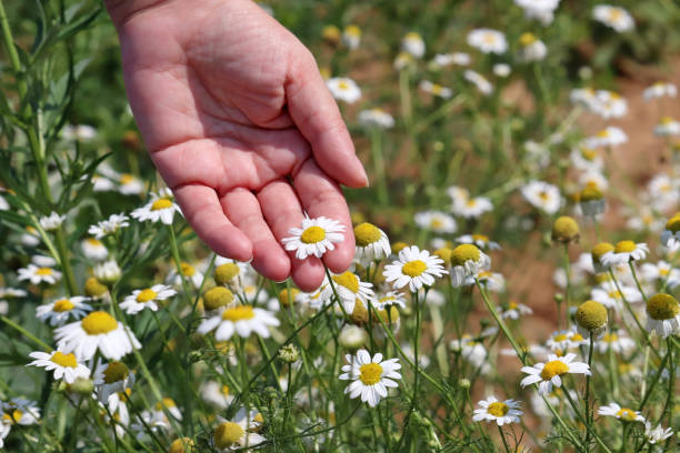 istock Female hand touching the daisy flowers on a summer meadow 1329372883