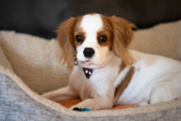 5 months old Cavalier King Charles Spaniel posing in a cosy bed.