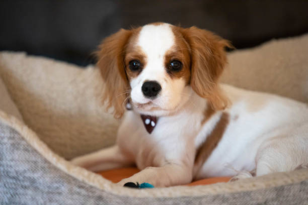 Cavalier King Charles Spaniel posing in a cosy bed stock photo