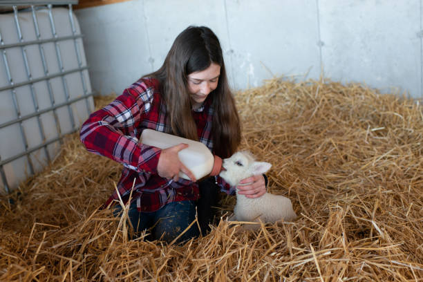 istock Young Girl Bottle Feed a Baby Lamb 1329373858