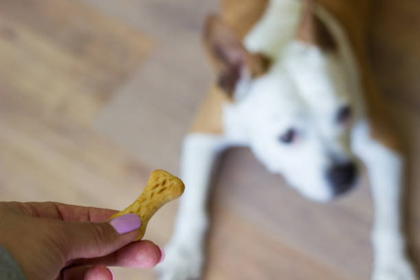 istock Dog receiving a treat 1329375757