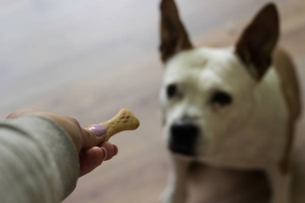 istock Dog receiving a treat 1329375761