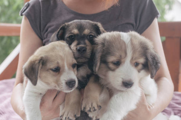 istock Cute small dog puppies 1329375873