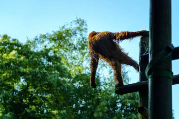 Photo of Orangutan on his back perched on some logs and looking down at the ground with his arms outstretched.