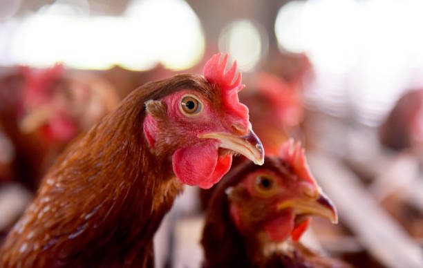 istock Chicken Farm with many healty chicken and fresh eggs 1329376868