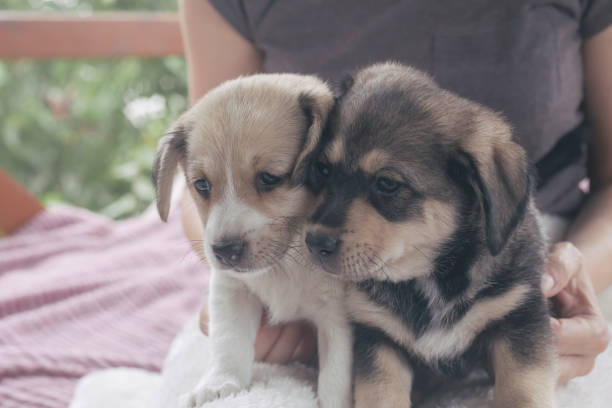 istock Cute small dog puppies 1329376906