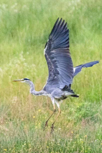 istock Gray Heron fishing for an eel 1329377008
