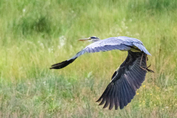 istock Gray Heron fishing for an eel 1329377021
