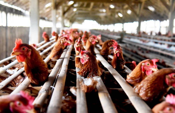 istock Chicken Farm with many healty chicken and fresh eggs 1329377050