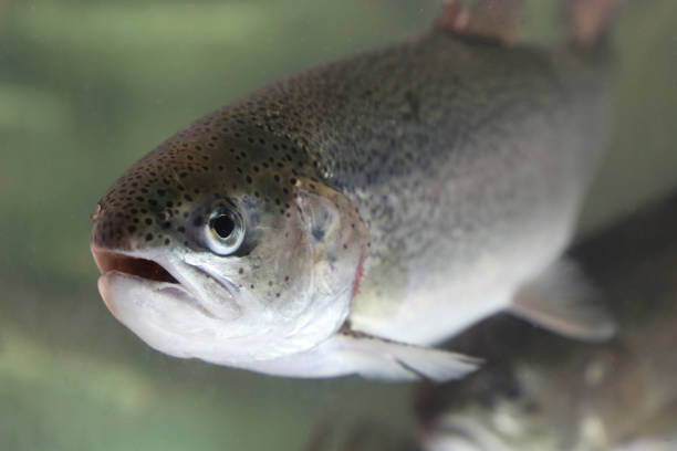 istock River trout swimming in water 1329377997