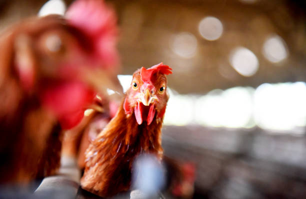 istock Chicken Farm with many healty chicken and fresh eggs 1329378043