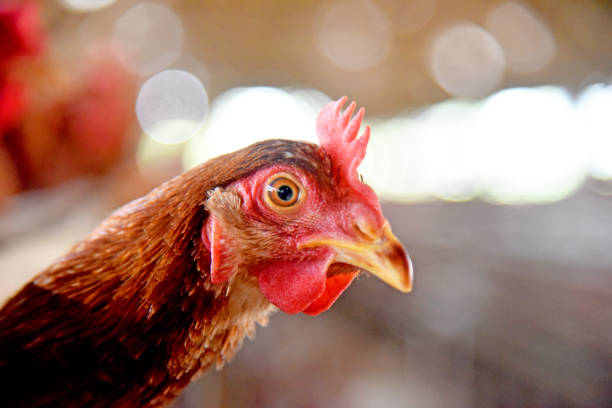 istock Chicken Farm with many healty chicken and fresh eggs 1329378086