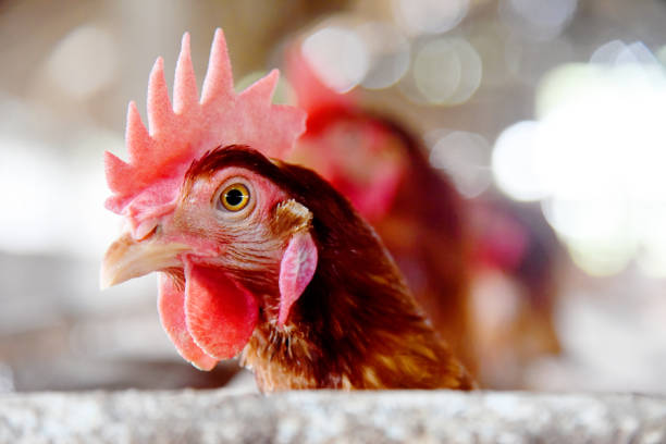 istock Chicken Farm with many healty chicken and fresh eggs 1329379282