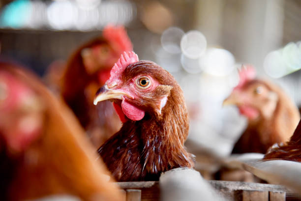 istock Chicken Farm with many healty chicken and fresh eggs 1329379357