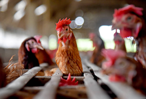 istock Chicken Farm with many healty chicken and fresh eggs 1329379393