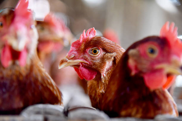 istock Chicken Farm with many healty chicken and fresh eggs 1329379395