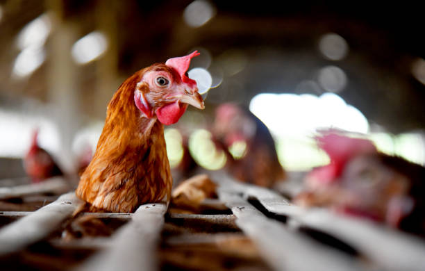 istock Chicken Farm with many healty chicken and fresh eggs 1329379396