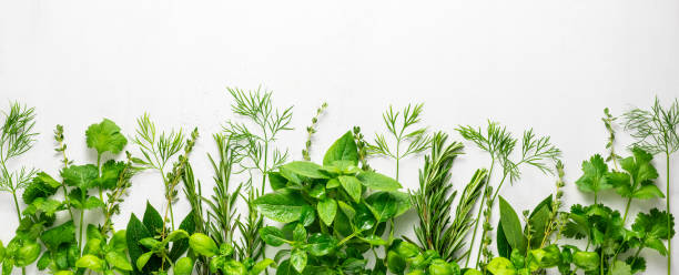 Various fresh herbs arranged in a frame. Various fresh herbs arranged in a frame. Cooking concept with spices garden herbs. Healthy food.Top view. herb stock pictures, royalty-free photos & images