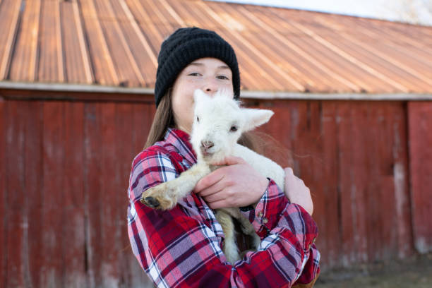 молодая девочка держит ягненка - sheep child farm livestock стоковые фото и изображения