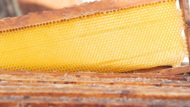 istock Frame with honeycombs inside hives for bees. Healthy eating. Beekeeping concept. Selective focus. 1329382643