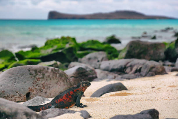 Galapagos Islands Christmas Iguana on Espanola Island - Marine Iguana Galapagos Islands Christmas Iguana on in beautiful nature landscape on Espanola Island. Male Marine Iguana. Amazing animals wildlife and nature on Galapagos islands, Ecuador, South America. marine iguana stock pictures, royalty-free photos & images