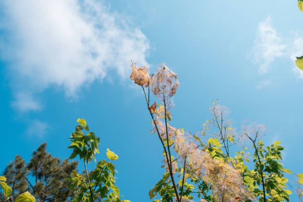 around a lot of net on a tree under blue sky in a cloudy air in a summer day for animal wild life concepts with available copy space nido y capullo de orugas lapones gusanos del ejército antes de ser evolucionado en mariposa alrededor de una gran cantidad de red en un árbol bajo el cielo azul en un aire nublado en un día de verano para los conceptos de vida silvestre animal con espac