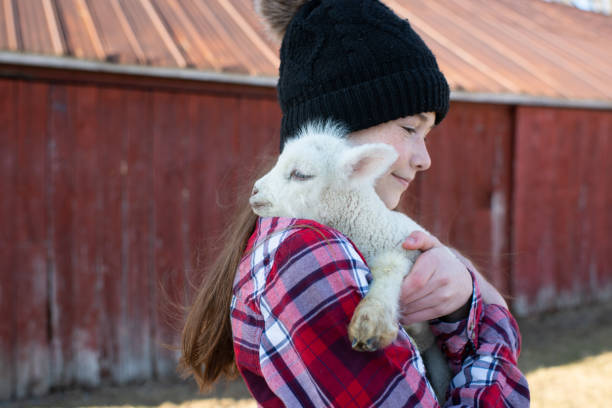 une jeune fille tient un bébé agneau - lamb young animal sheep livestock photos et images de collection