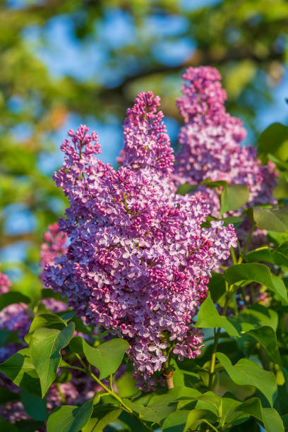 istock Green branch with beautiful spring lilac flowers 1329383393